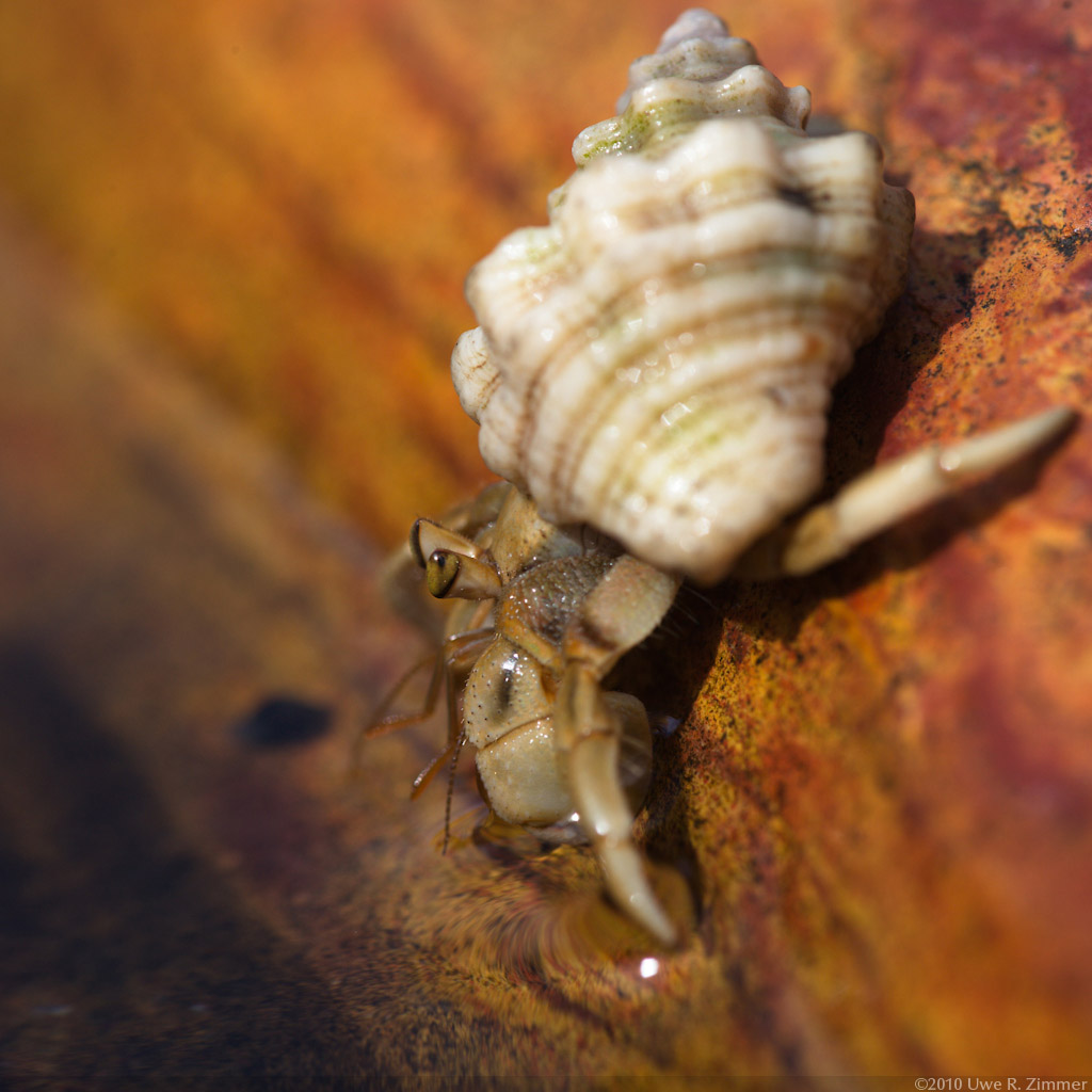 jelly cat hermit crab